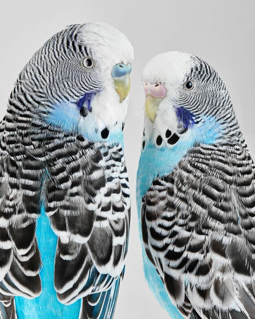 Photographer Captures The True Personality Of Birds In Her Photographs