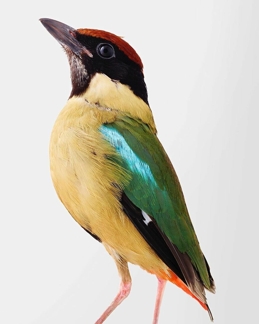 Photographer Captures The True Personality Of Birds In Her Photographs