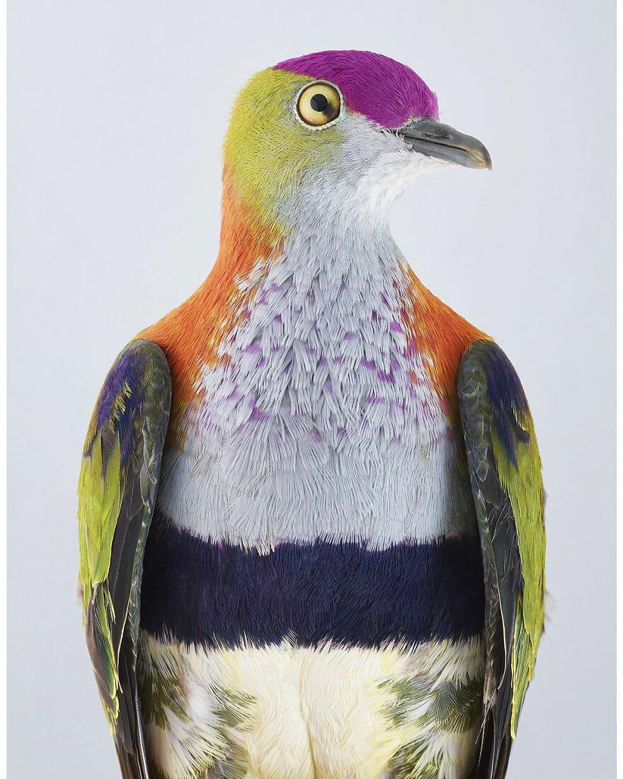 Photographer Captures The True Personality Of Birds In Her Photographs