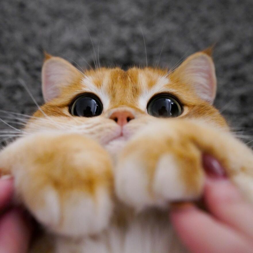 This Adorable Cat Looks Exactly Like Shrek's Puss In Boots, And The Internet Went Nuts For It This Adorable Cat Looks Exactly Like Shrek's Puss In Boots, And The Internet Went Nuts For It