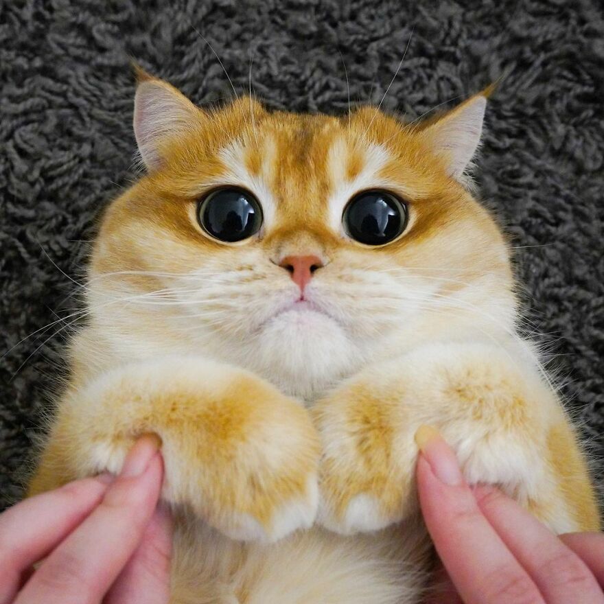 This Adorable Cat Looks Exactly Like Shrek's Puss In Boots, And The Internet Went Nuts For It This Adorable Cat Looks Exactly Like Shrek's Puss In Boots, And The Internet Went Nuts For It