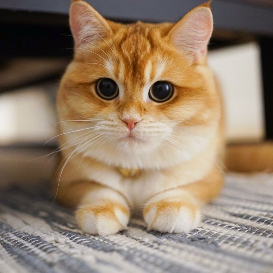 This Adorable Cat Looks Exactly Like Shrek's Puss In Boots, And The Internet Went Nuts For It This Adorable Cat Looks Exactly Like Shrek's Puss In Boots, And The Internet Went Nuts For It