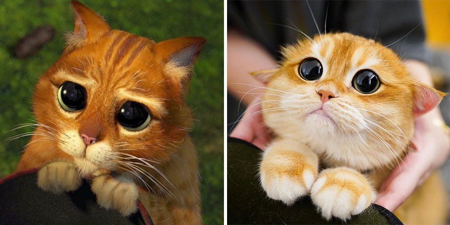 This Adorable Cat Looks Exactly Like Shrek's Puss In And The Internet Went Nuts For It | Bored Panda