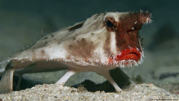 Red-lipped-batfish-61c1b3e54a47d.jpg