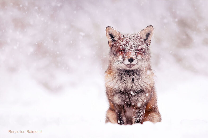 Zen Fox In Winter Wonderland