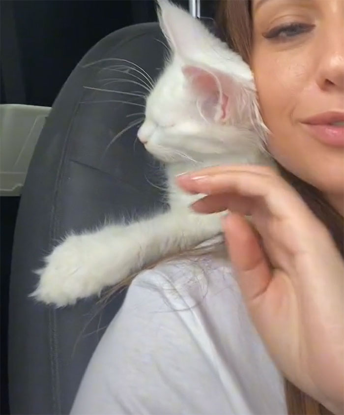 White Maine Coon kitten resting on a woman's shoulder, paw extended and eyes closed. White Maine Coon kitten resting on a woman's shoulder, paw extended and eyes closed.