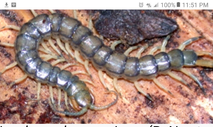 Centipedes!!!! Oh Hell No