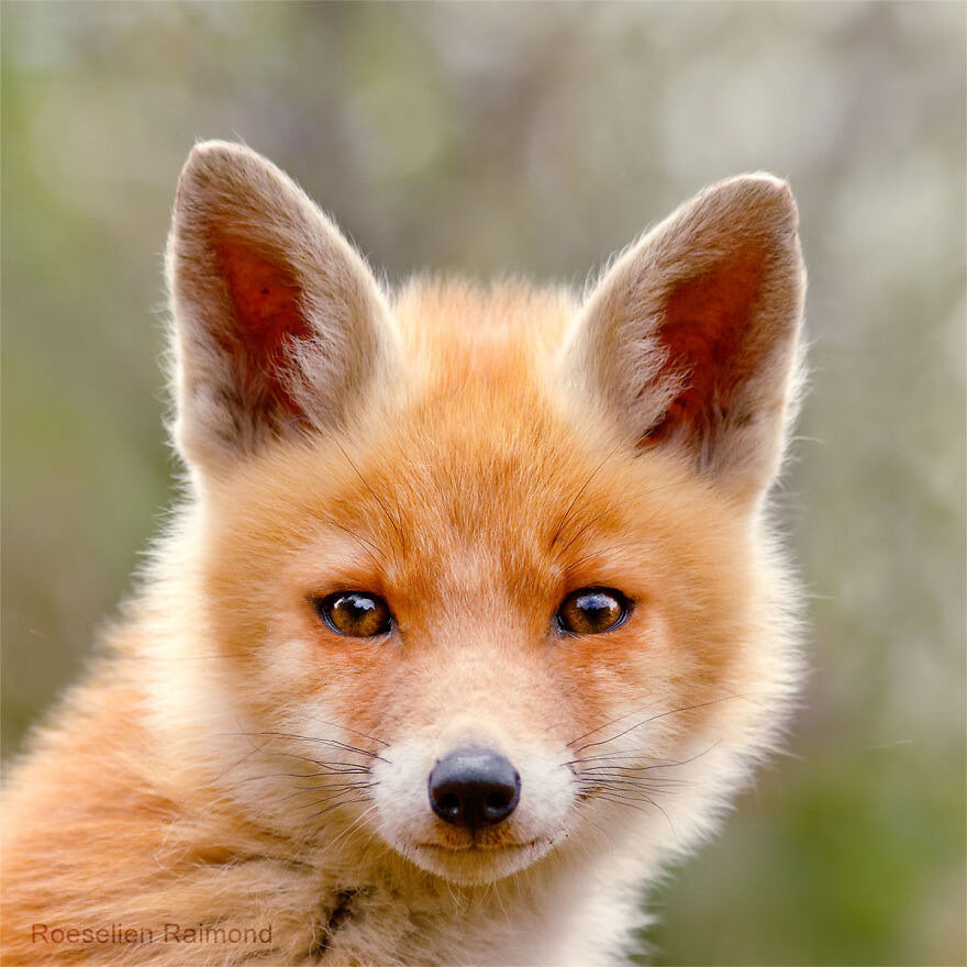 Those are foxes. Оксфорд лисички. Лисичкин взгляд статус. Фото Лисичкины лапки.