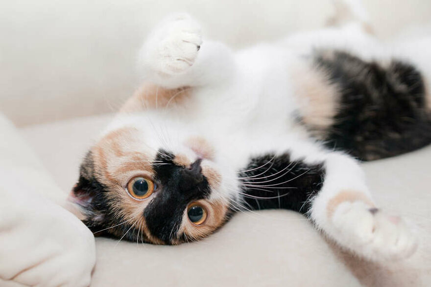 40 Cutest And Loveliest Cats To Make Your Day