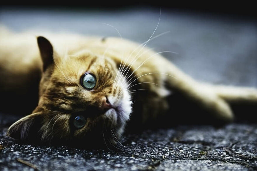 40 Cutest And Loveliest Cats To Make Your Day