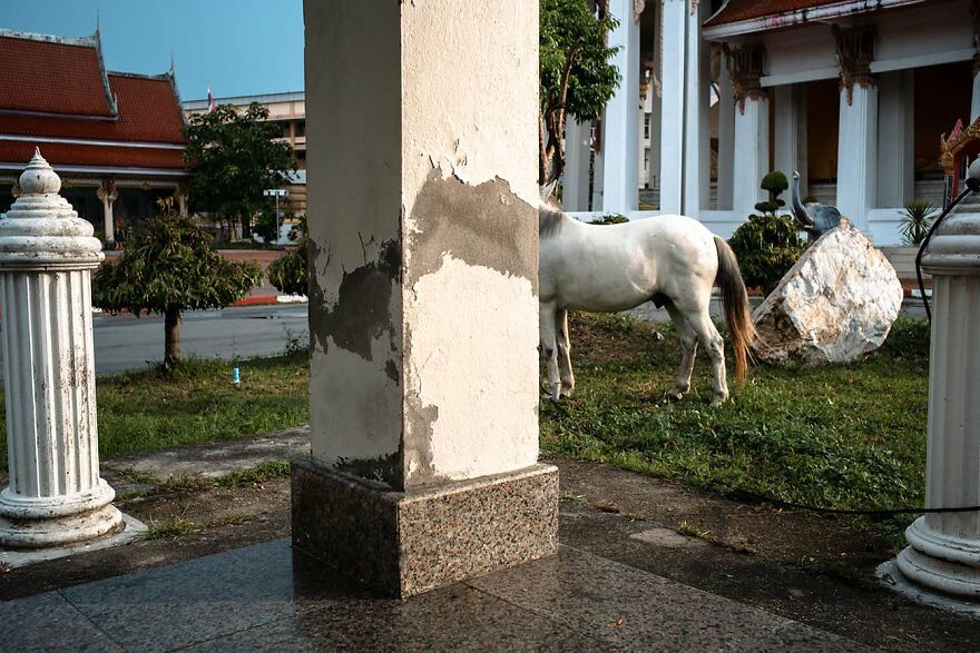 "Horse And The Crack" By Sakulchai Sikitikul