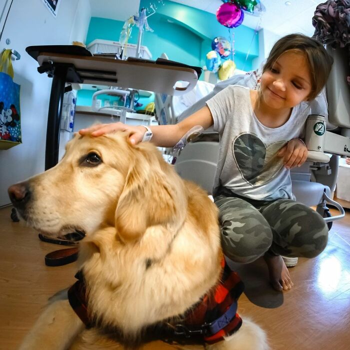 These Dogs Brought A Lot Of Joy To Ill Children That Had To Spend Christmas In A Hospital These Dogs Brought A Lot Of Joy To Ill Children That Had To Spend Christmas In A Hospital