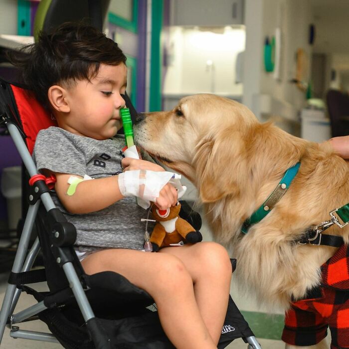 These Dogs Brought A Lot Of Joy To Ill Children That Had To Spend Christmas In A Hospital These Dogs Brought A Lot Of Joy To Ill Children That Had To Spend Christmas In A Hospital