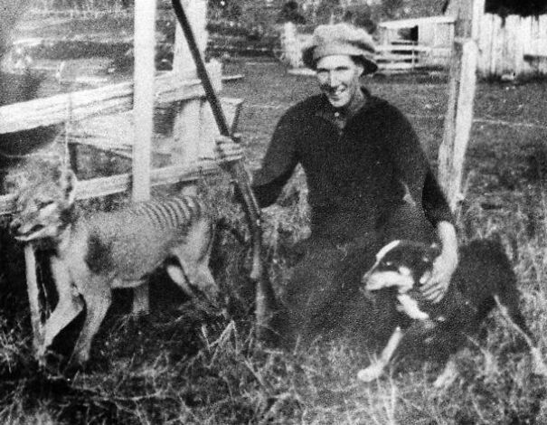 Wilf_Batty_last_wild_Thylacine-61a7314135bf1.jpg