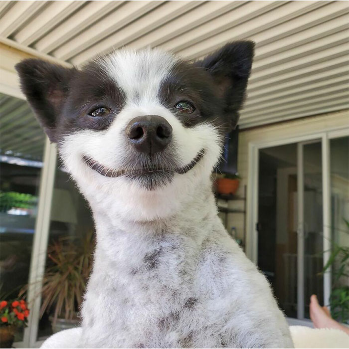 This Little Dog Seems Like It’s Always Smiling, And The Internet Can’t Get Enough Of It
