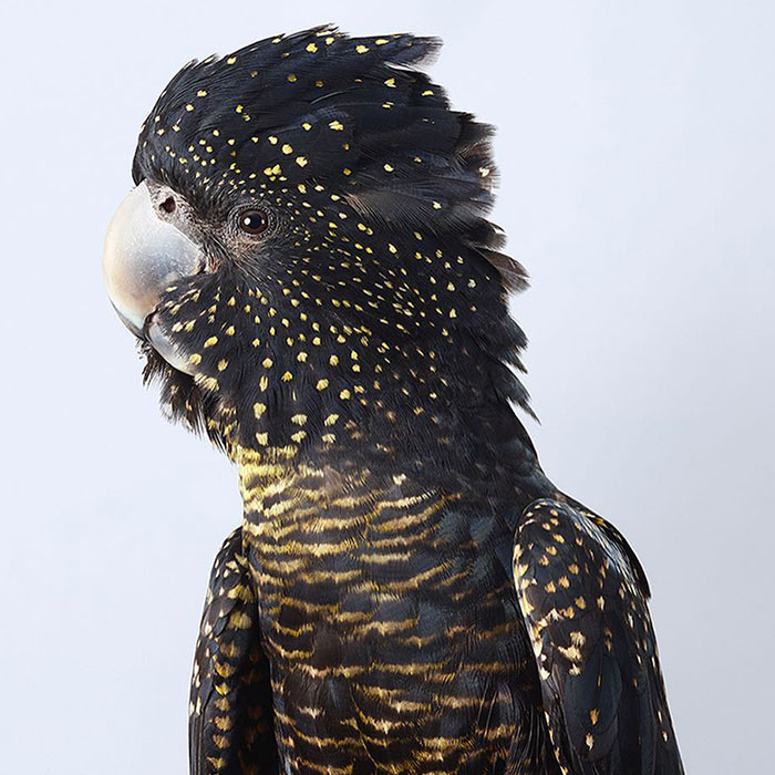 Professional Photographer Captures Perfectly Posed Birds, And Here Are The Best 58 Photos