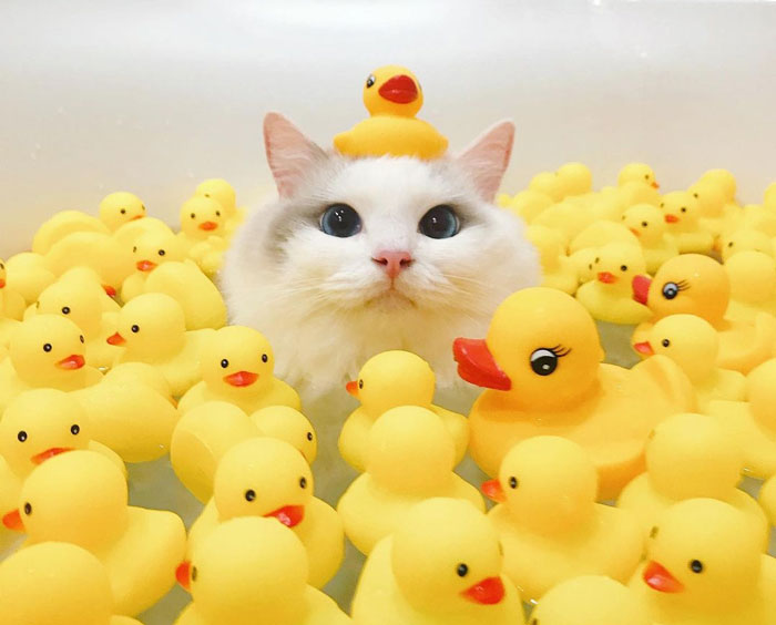 This Cat Loves Taking A Bath So Much That His Siblings Started Loving It Too