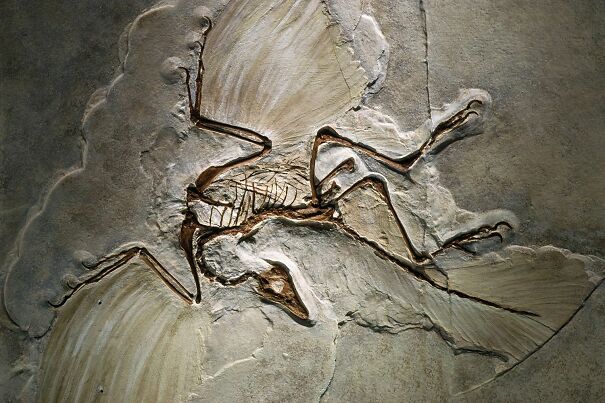 archaeopteryx-61a86f3ec6245.jpg