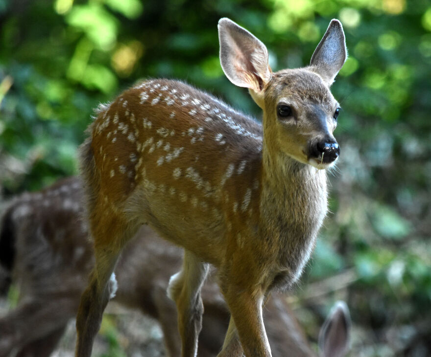 I Love Photographing The Wildlife That Passes Through My Yard. This Year There Was Much More Than Usual. I Love Photographing The Wildlife That Passes Through My Yard. This Year There Was Much More Than Usual.