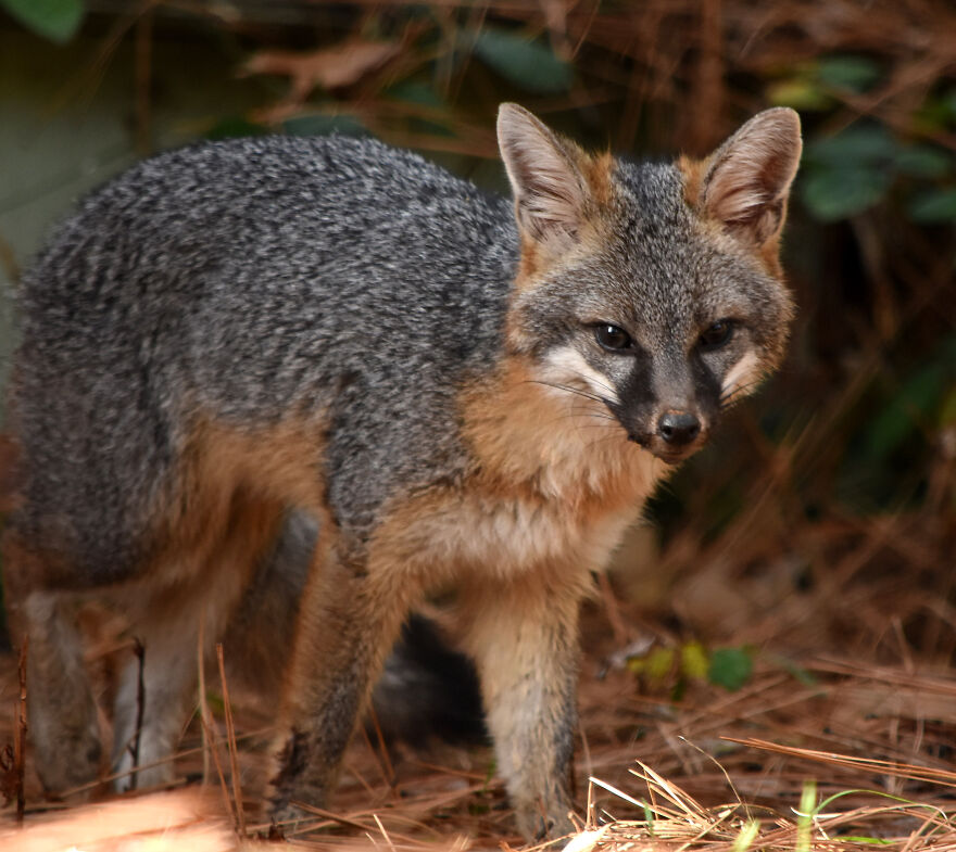 I Love Photographing The Wildlife That Passes Through My Yard. This Year There Was Much More Than Usual. I Love Photographing The Wildlife That Passes Through My Yard. This Year There Was Much More Than Usual.