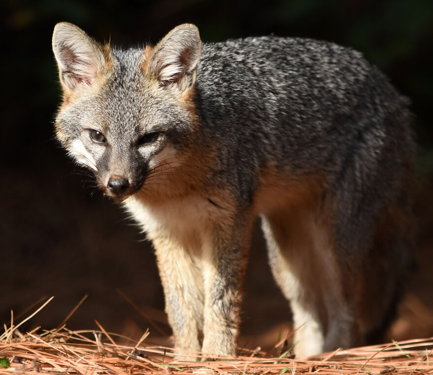 I Love Photographing The Wildlife That Passes Through My Yard. This Year There Was Much More Than Usual. I Love Photographing The Wildlife That Passes Through My Yard. This Year There Was Much More Than Usual.