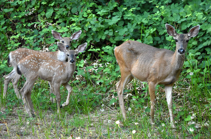 I Love Photographing The Wildlife That Passes Through My Yard. This Year There Was Much More Than Usual. I Love Photographing The Wildlife That Passes Through My Yard. This Year There Was Much More Than Usual.