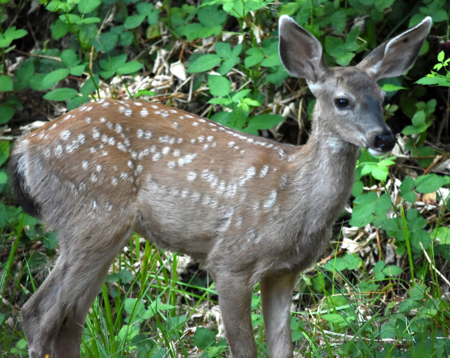 I Love Photographing The Wildlife That Passes Through My Yard. This Year There Was Much More Than Usual. I Love Photographing The Wildlife That Passes Through My Yard. This Year There Was Much More Than Usual.