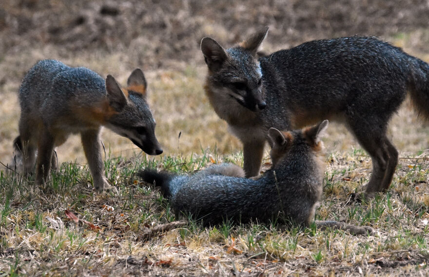 I Love Photographing The Wildlife That Passes Through My Yard. This Year There Was Much More Than Usual. I Love Photographing The Wildlife That Passes Through My Yard. This Year There Was Much More Than Usual.