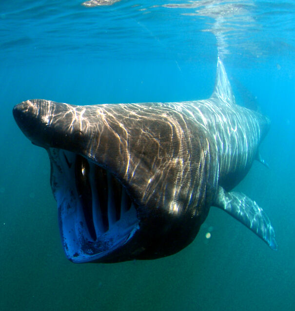 basking-shark-61b969239b7cb.jpg