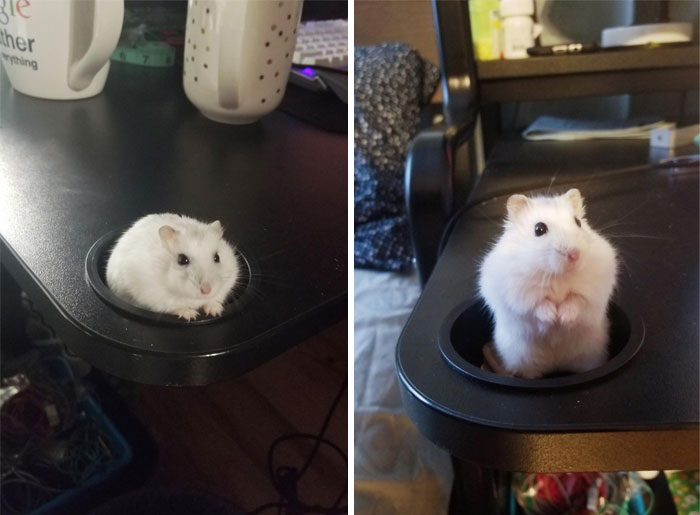 My IKEA Desk Came With A Built-In Hamster Holder! (Hamster Not Included)