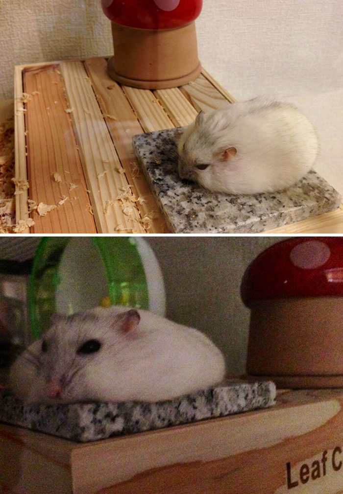 Hamster Cooling Down In Summer