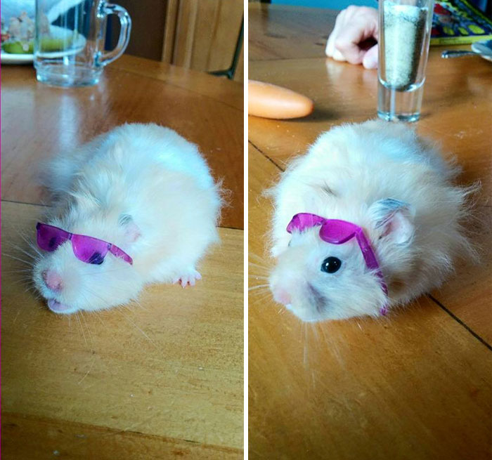 My Little Sister Put Sunglasses On Her Hamster