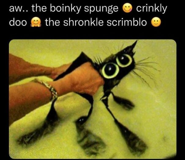 boinky-spunge-61bc18c7d1037.jpg