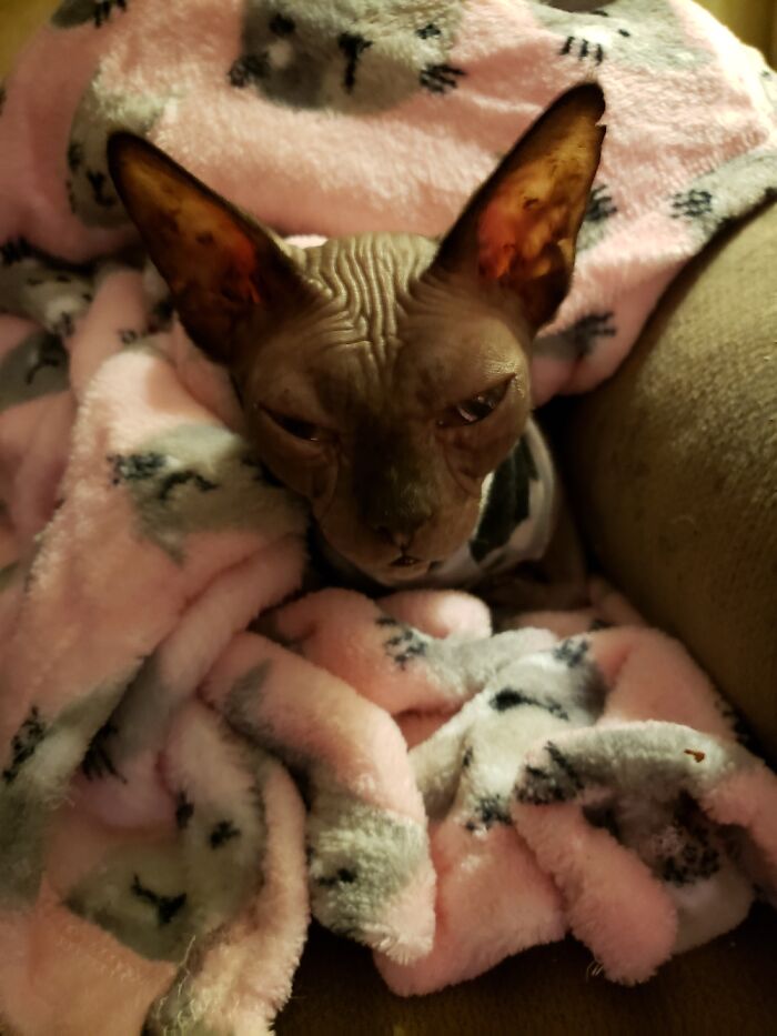 This Is Weasel Getting Warm In Her New Blankie.