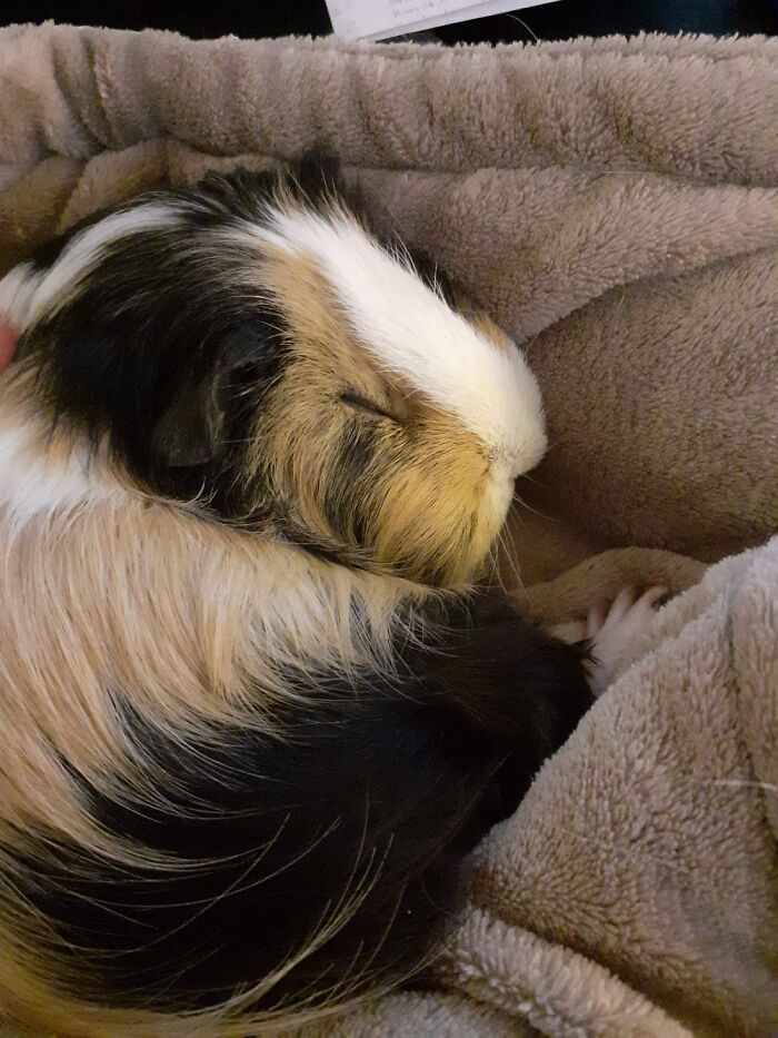 My Chilled Out Piggy Midna Napping