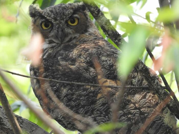 Great Horned Owl. Taken Summer 2021, Oregon.
