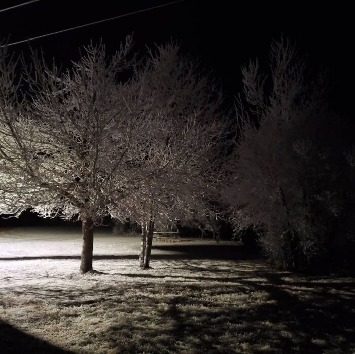 Frost Covered Trees