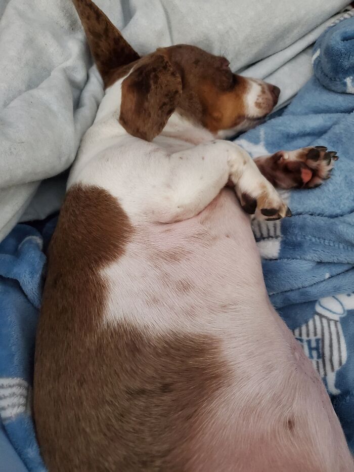 I Am Owned By A Chubby Dachshund