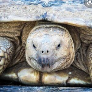 gillymcdonald avatar