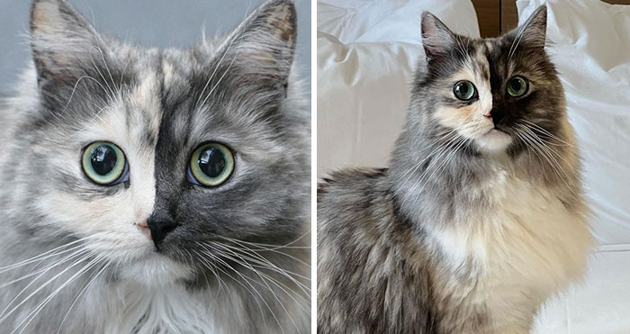 Meet Geri, The “Two-Faced” Cat That Has Chimerism