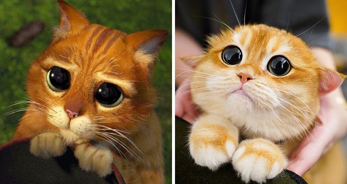 This Adorable Cat Looks Exactly Like Shrek’s Puss In Boots, And The Internet Went Nuts For It