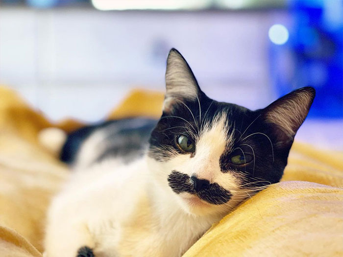 This Cat Went Viral On Instagram Because It Was Born With A “Mustache”