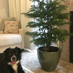 lindataylor_1 avatar