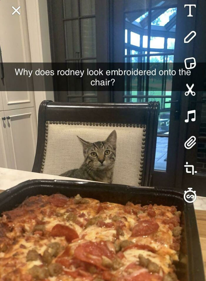Took A Picture Of A Pizza And Notice My Cat Looked 2D
