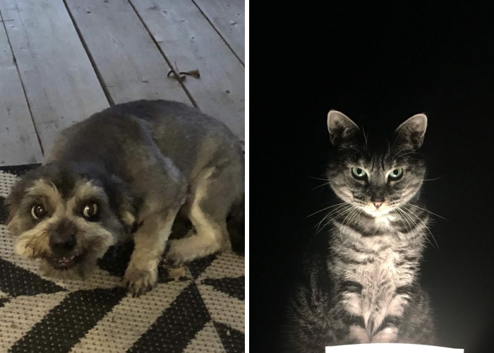 Bored Panda The Only Magazine For Pandas Part 5