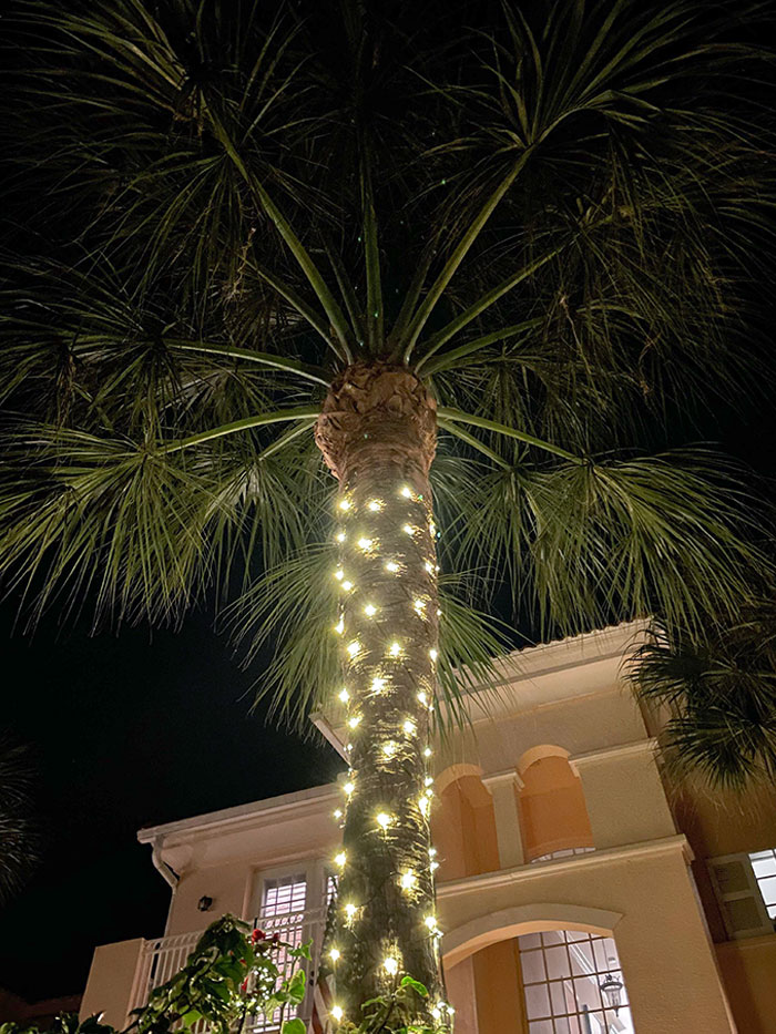 Christmas Time In Florida Feels Strange But Decorated Palm Trees Look Cool