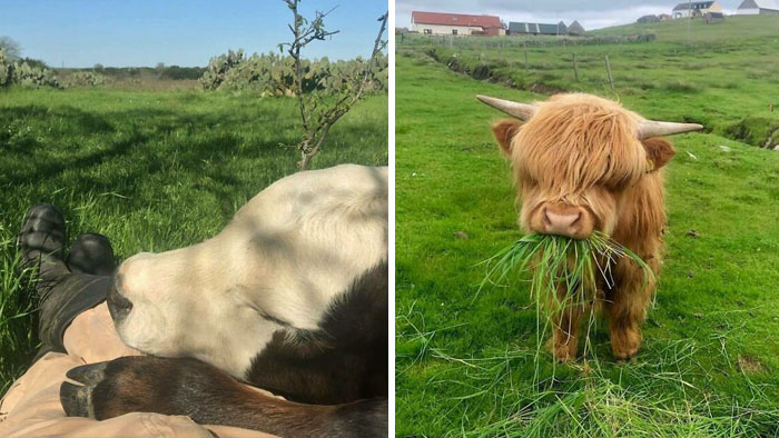 40 Adorable Cows That Might Uplift Your Moo-d