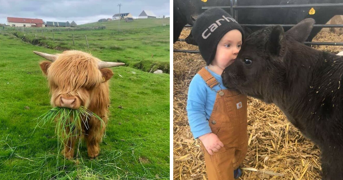 40 Adorable Cows That Might Uplift Your Moo-d | Bored Panda