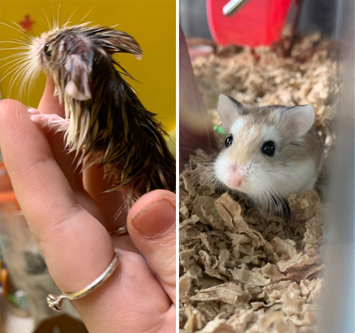 Wet hamster on the hand and hamster in the house looking