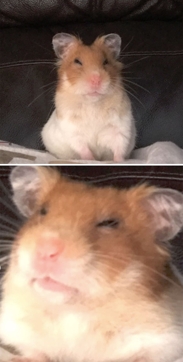 My Hamster When She Wakes Up